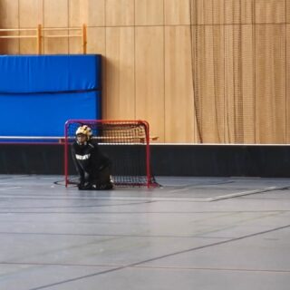 Camptag Nummer 5 ist geschafft und für alle Kids gab es wieder ein kleines Geschenk ❤️

#kleeneladys #floorball #floorballeisbärenjuniorsberlin #floorballcamp